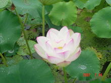 �Ñ�@�̗��@�@�̉�